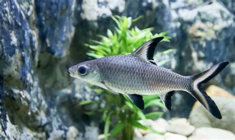 baka shark|Bala Shark (Balantiocheilus Melanopterus): Ultimate Care Guide .